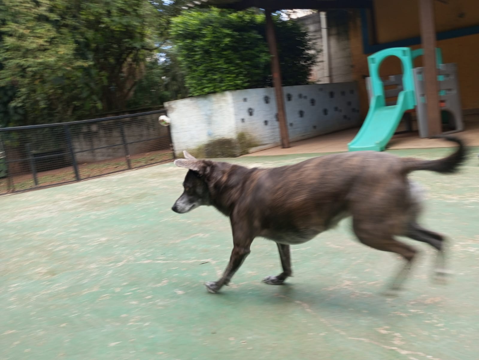 Pet na Animal House, em Santo André, no dia 27/10/2026