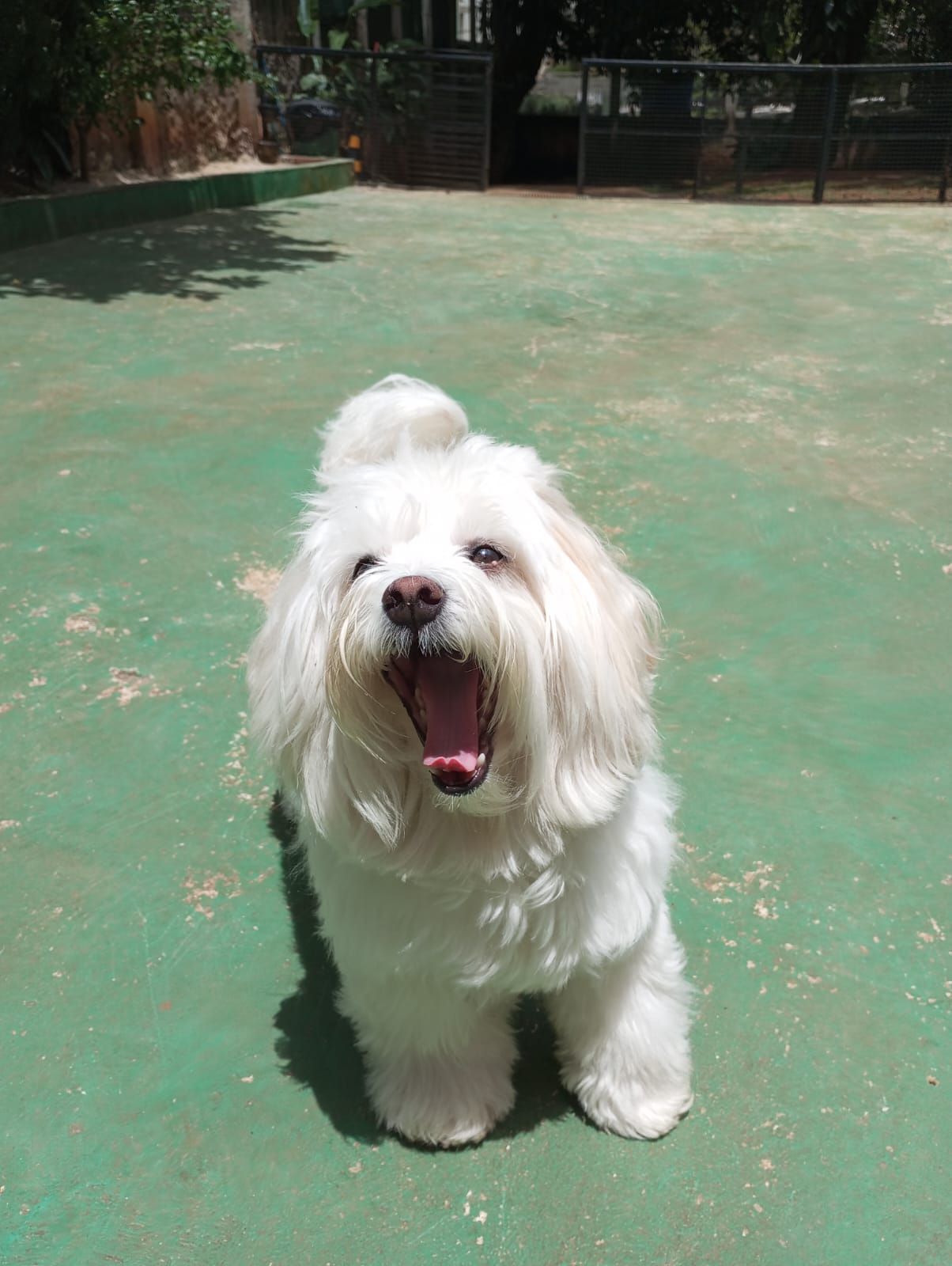 Pet na creche e clínica veterinária Animal House, em Santo André