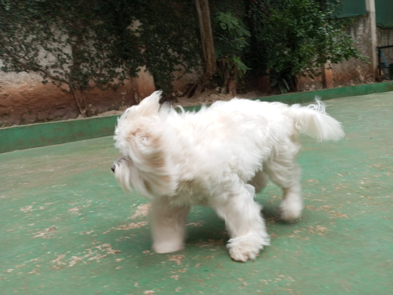 Pet na Animal House, em Santo André, no dia 27/10/2026