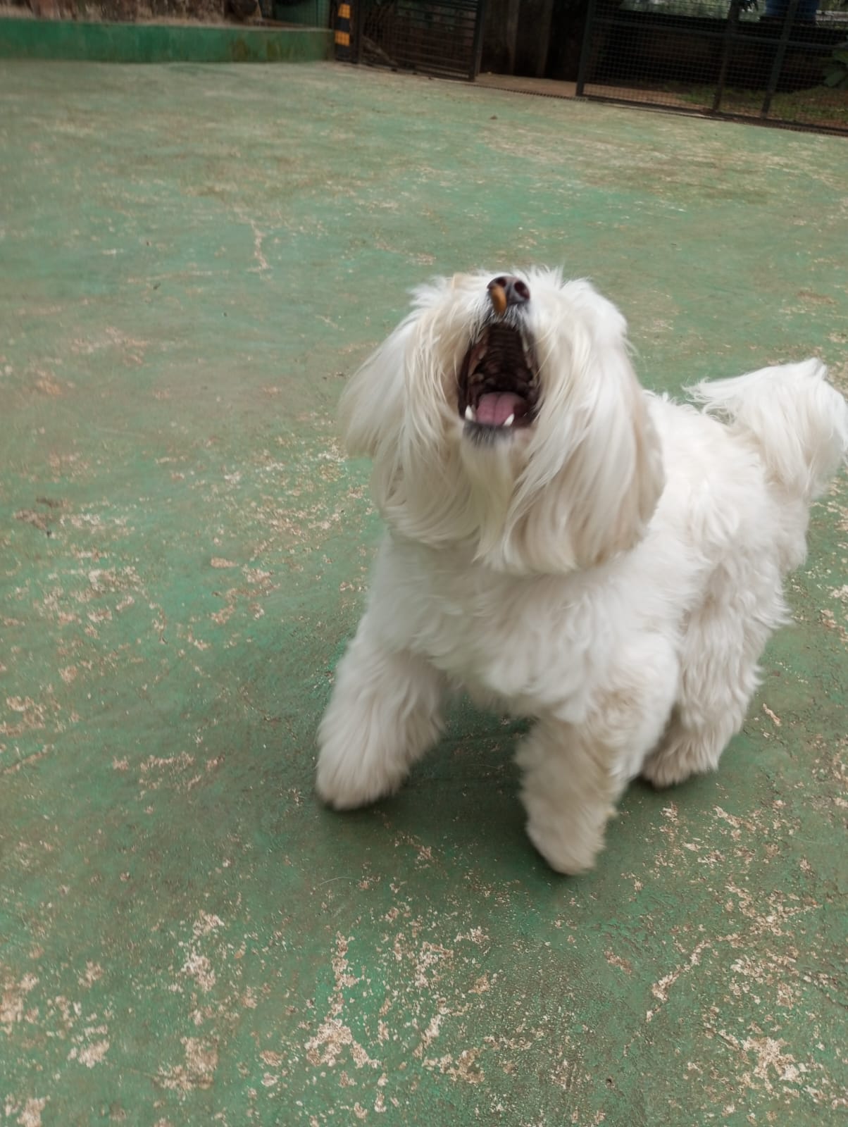 Pet na creche e clínica veterinária Animal House, em Santo André
