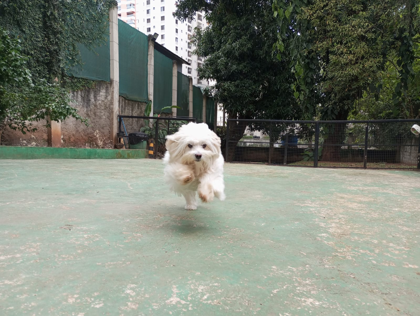 Pet na creche e clínica veterinária Animal House, em Santo André