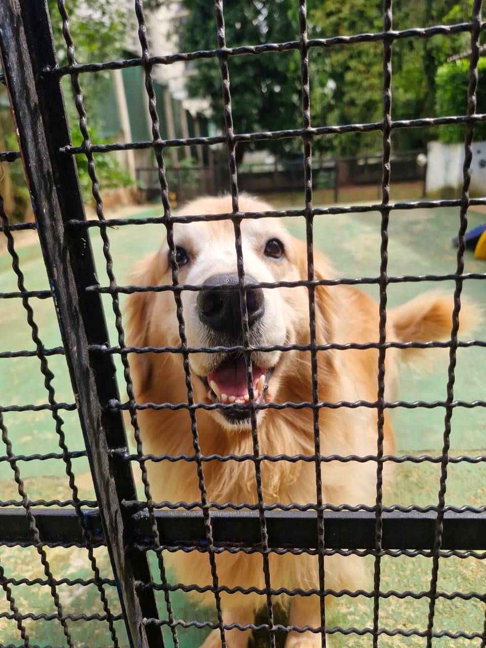 Pet na Animal House, em Santo André, no dia 27/10/2026