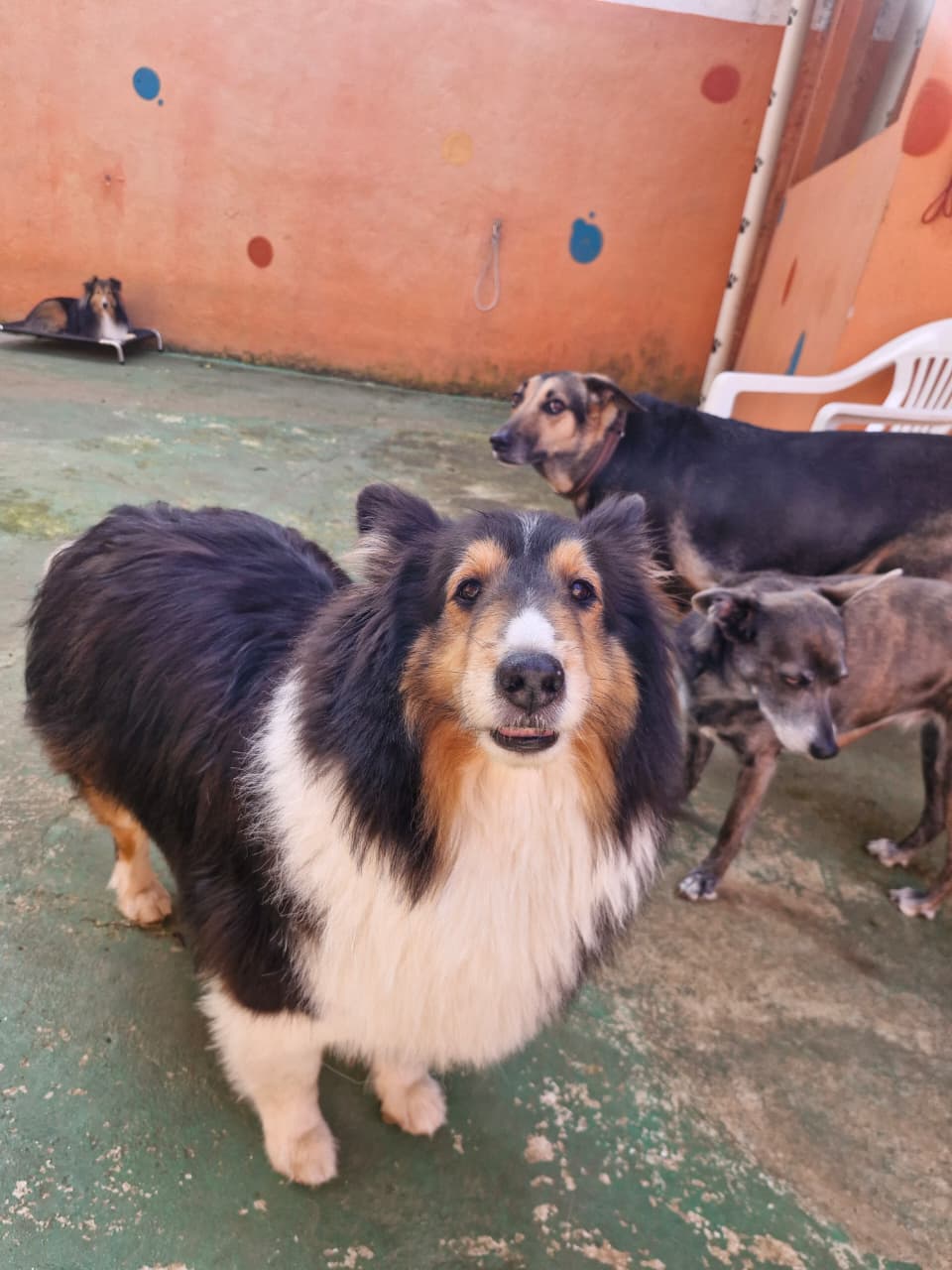Pet na creche e clínica veterinária Animal House, em Santo André