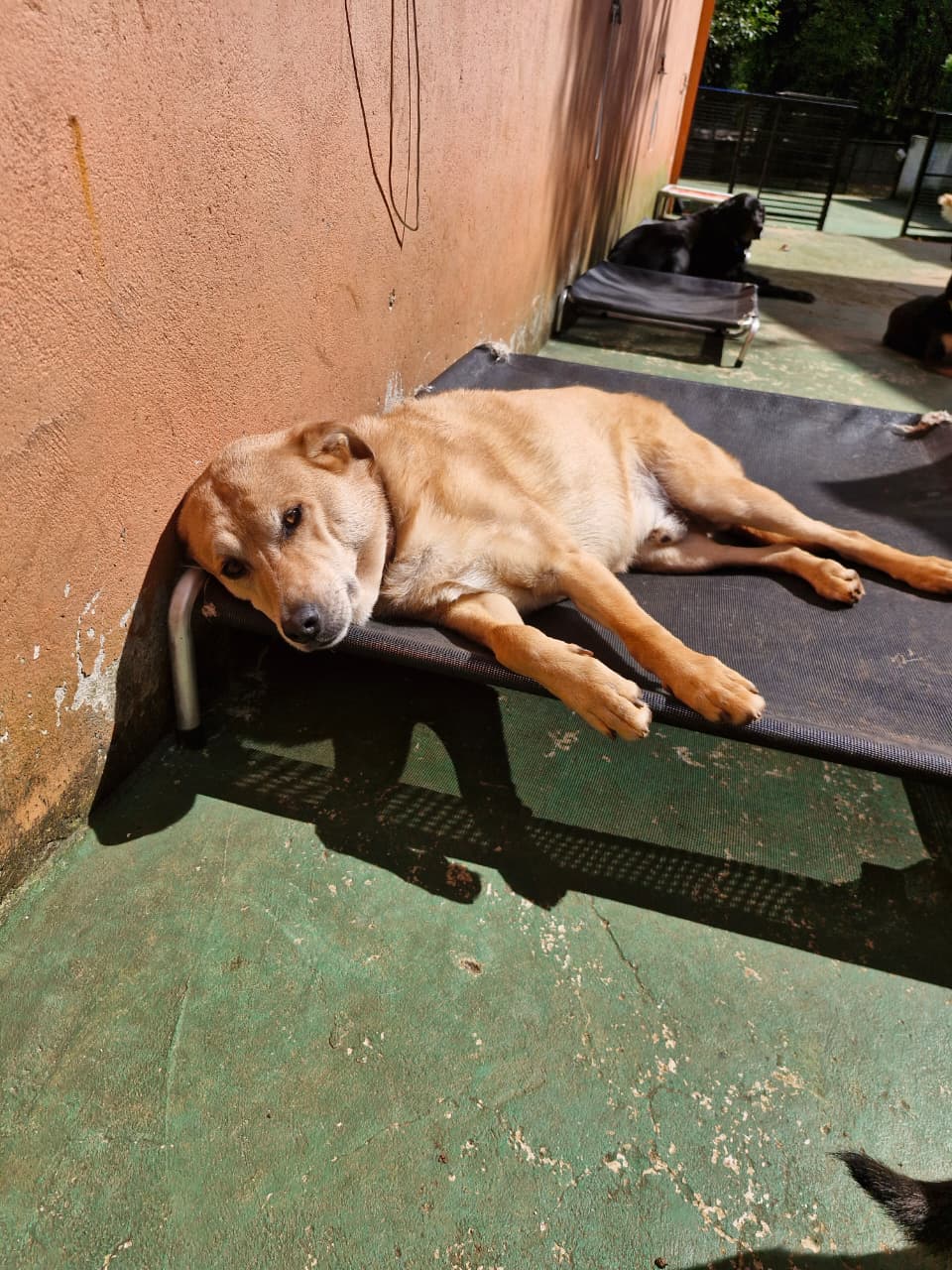 Pet na creche e clínica veterinária Animal House, em Santo André