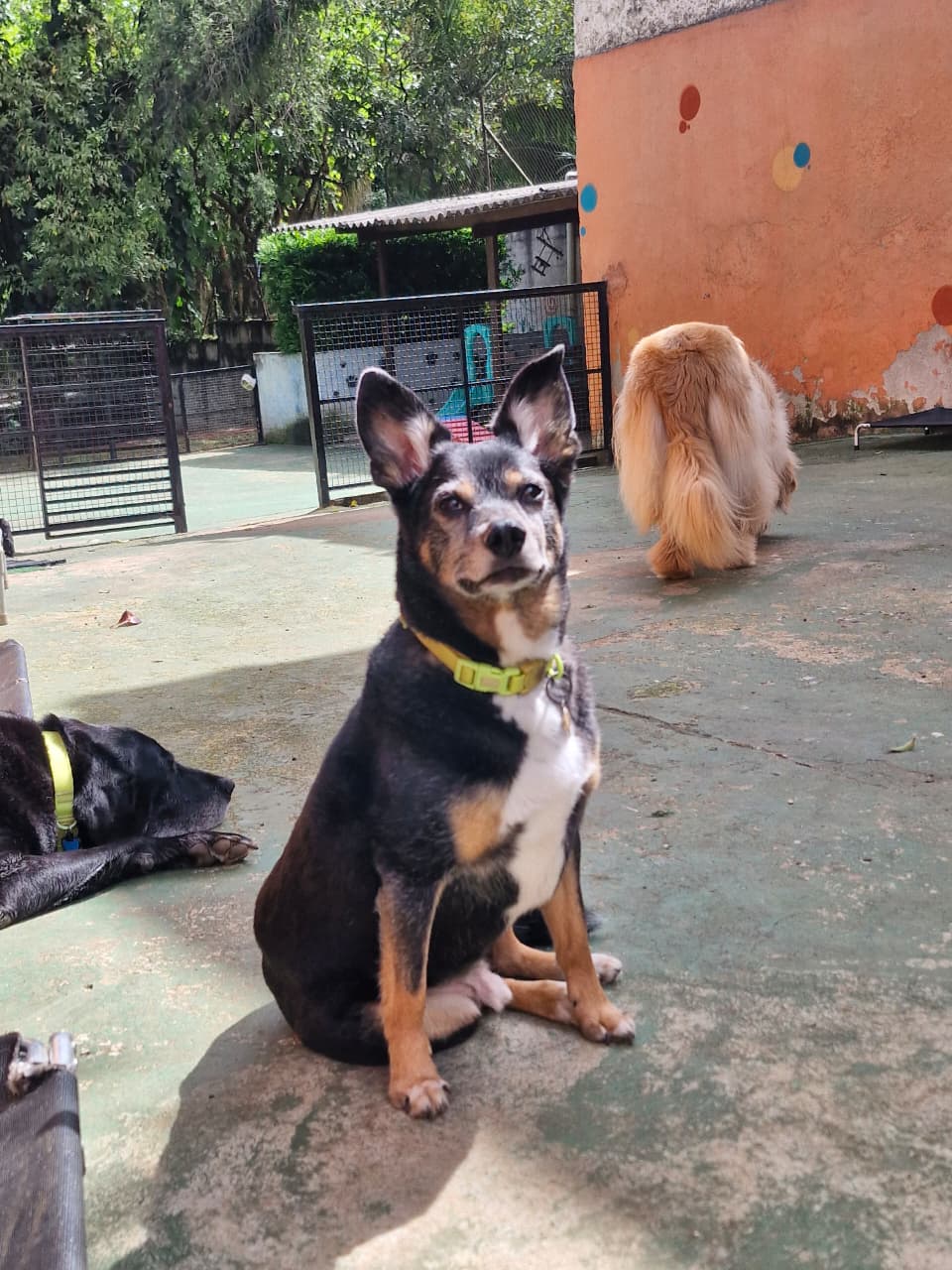 Pet na Animal House, em Santo André, no dia 27/10/2026