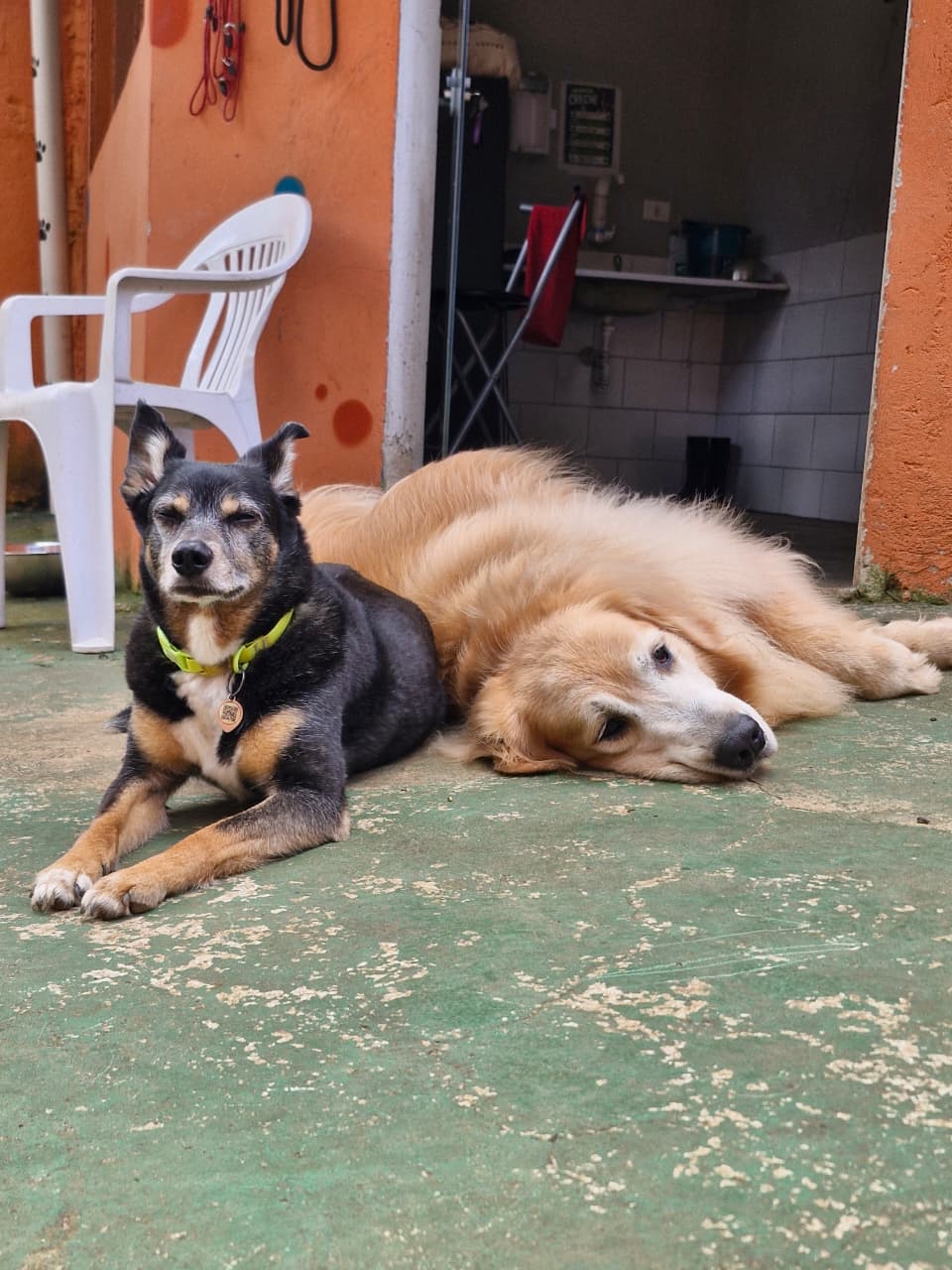 Pet na Animal House, em Santo André, no dia 27/10/2026