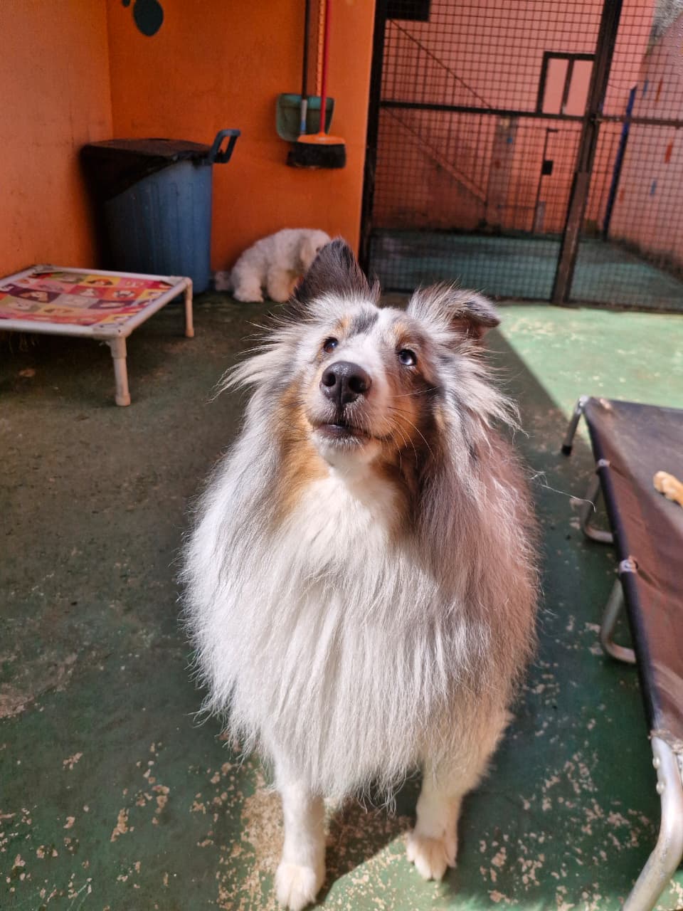 Pet na creche e clínica veterinária Animal House, em Santo André
