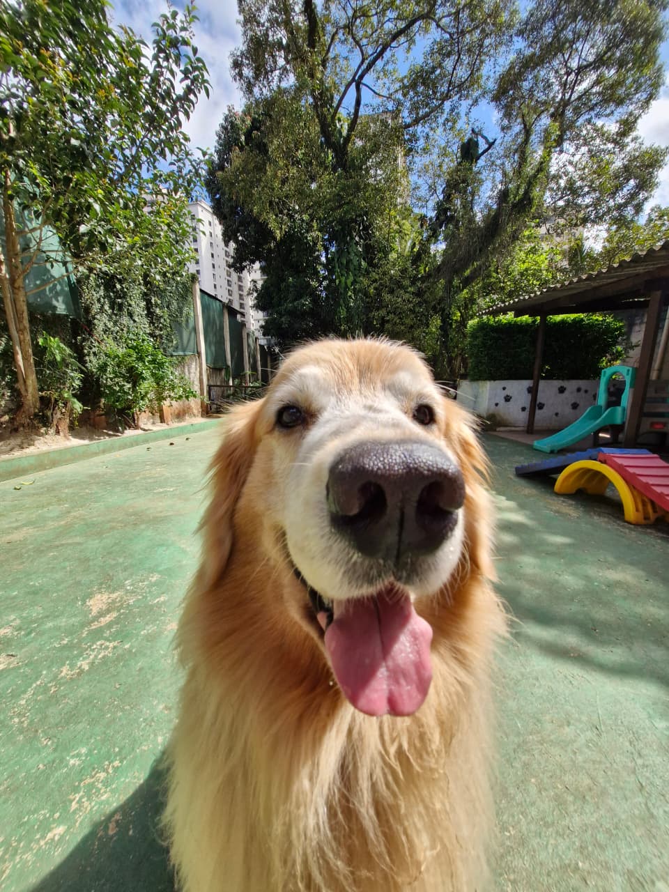 Pet na Animal House, em Santo André, no dia 27/10/2026