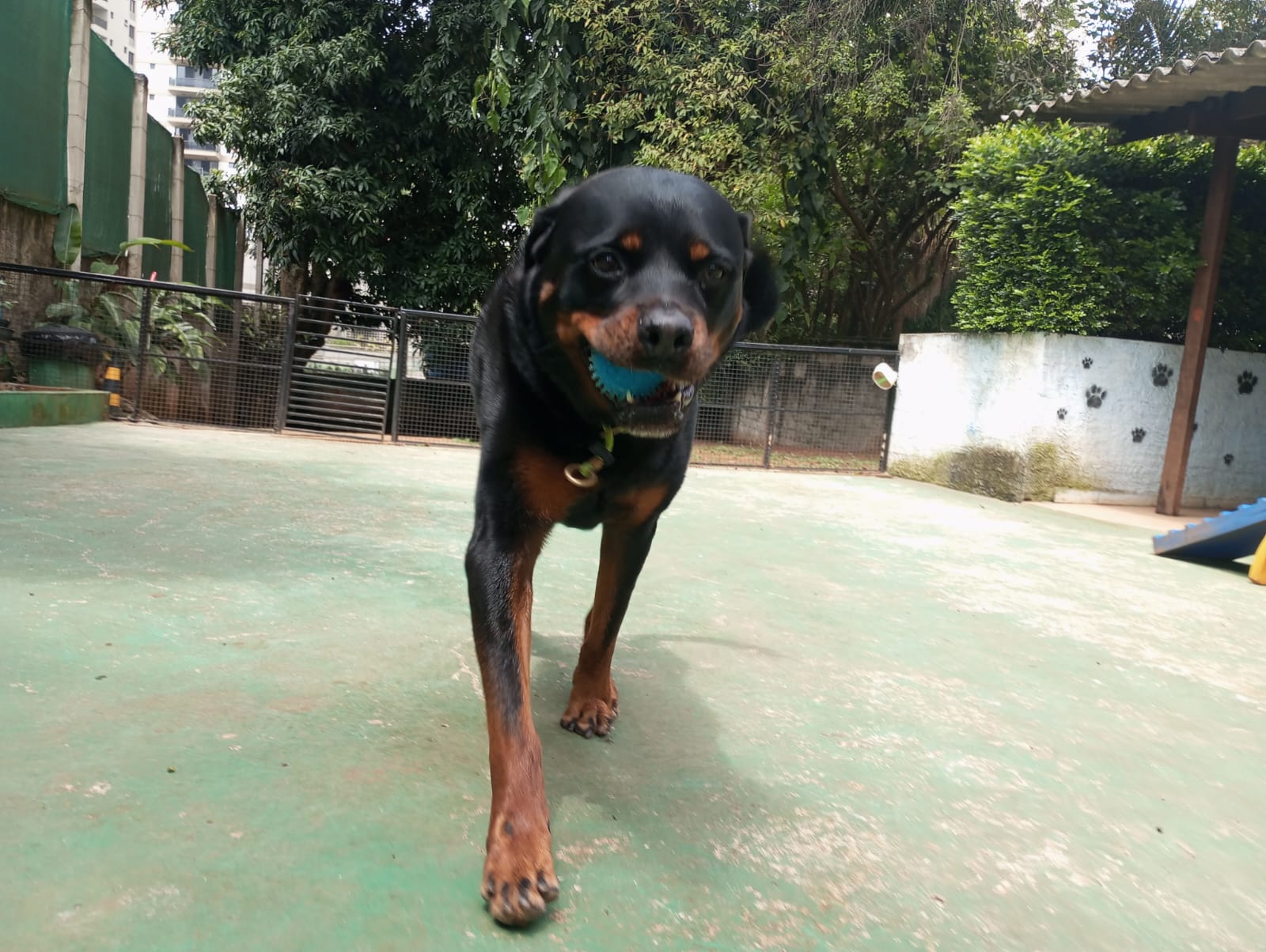 Pet na Animal House, em Santo André, no dia 28/10/2026