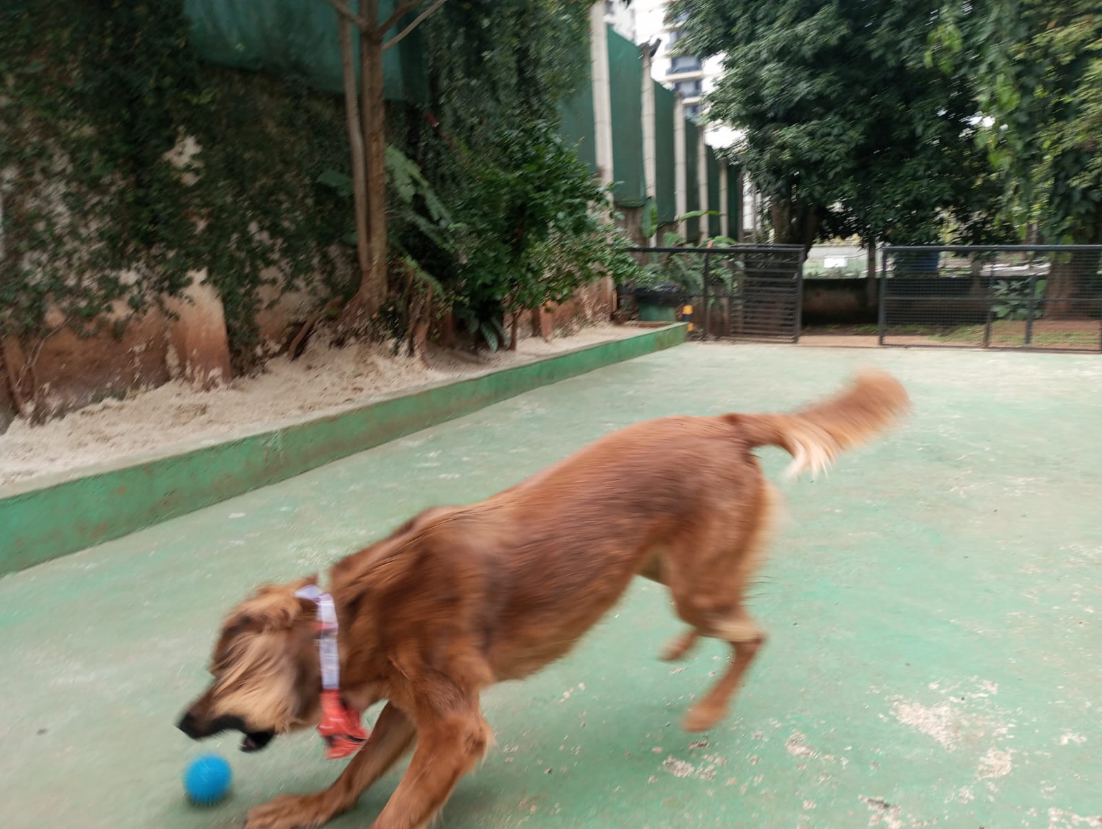Pet na Animal House, em Santo André, no dia 28/10/2026