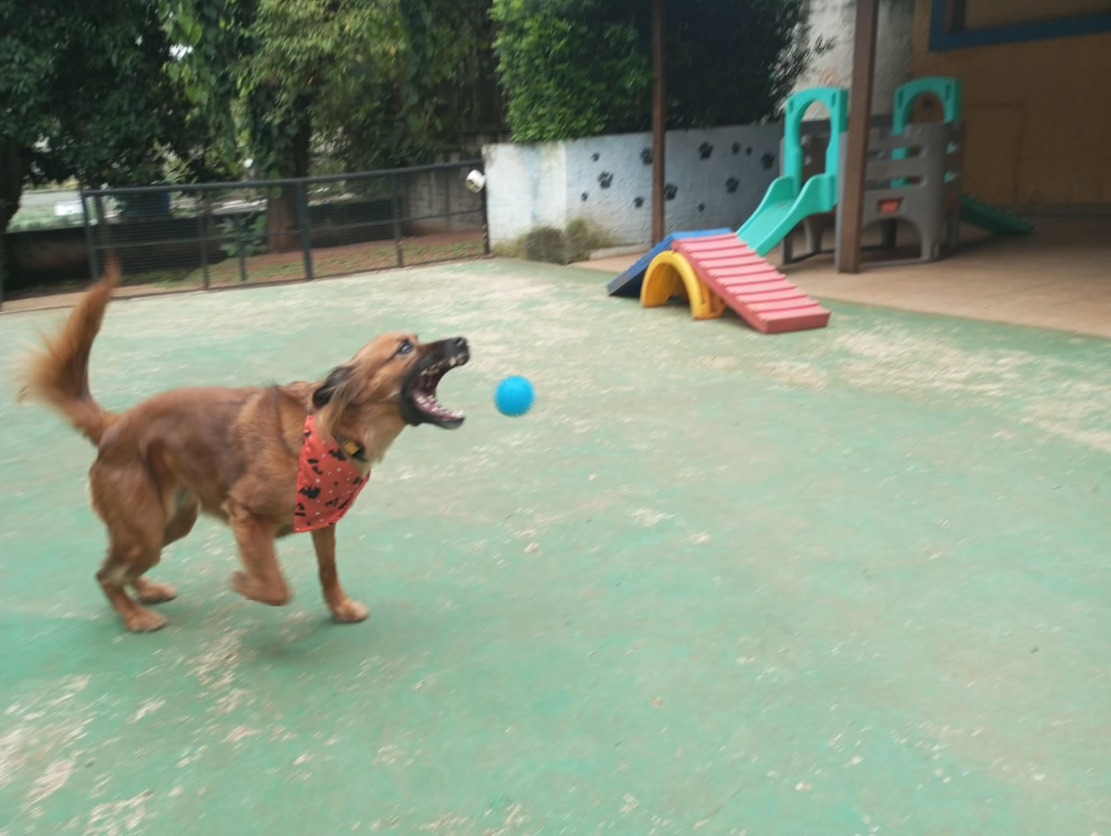 Pet na Animal House, em Santo André, no dia 28/10/2026