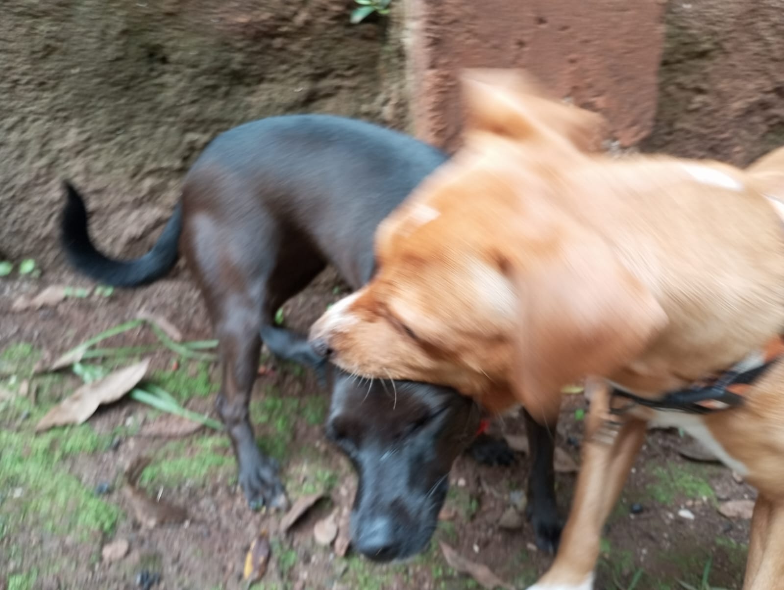 Pet na Animal House, em Santo André, no dia 28/10/2026