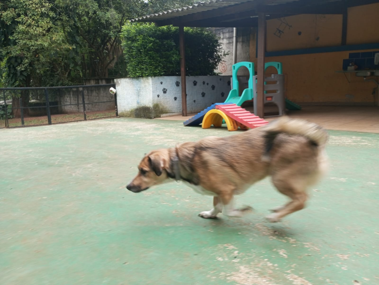 Pet na Animal House, em Santo André, no dia 28/10/2026