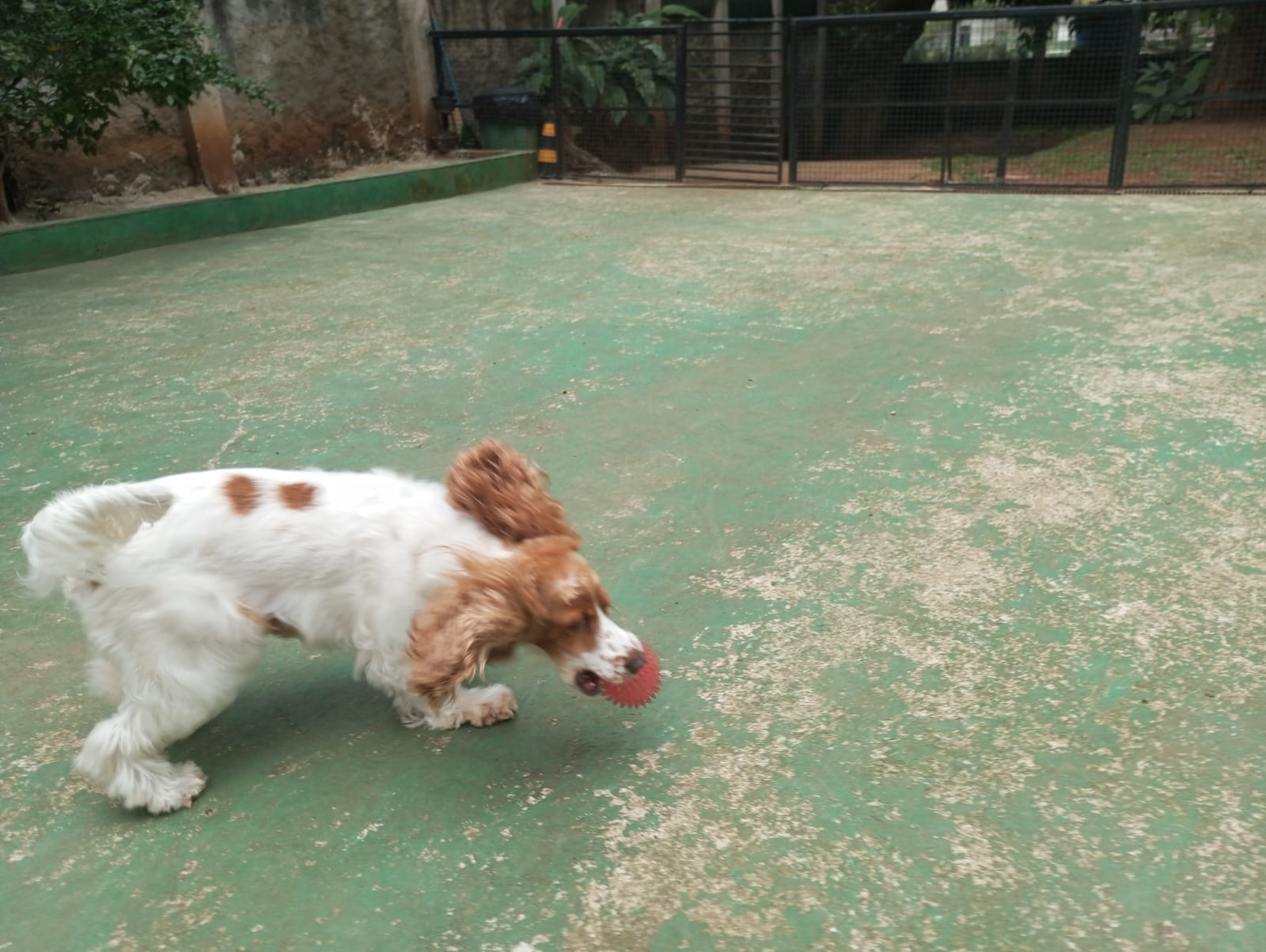 Pet na Animal House, em Santo André, no dia 28/10/2026