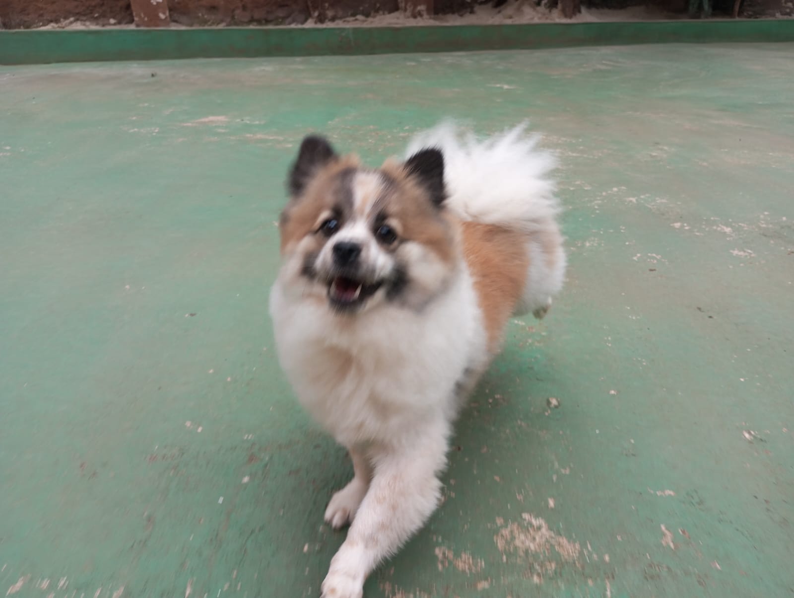 Pet na creche e clínica veterinária Animal House, em Santo André