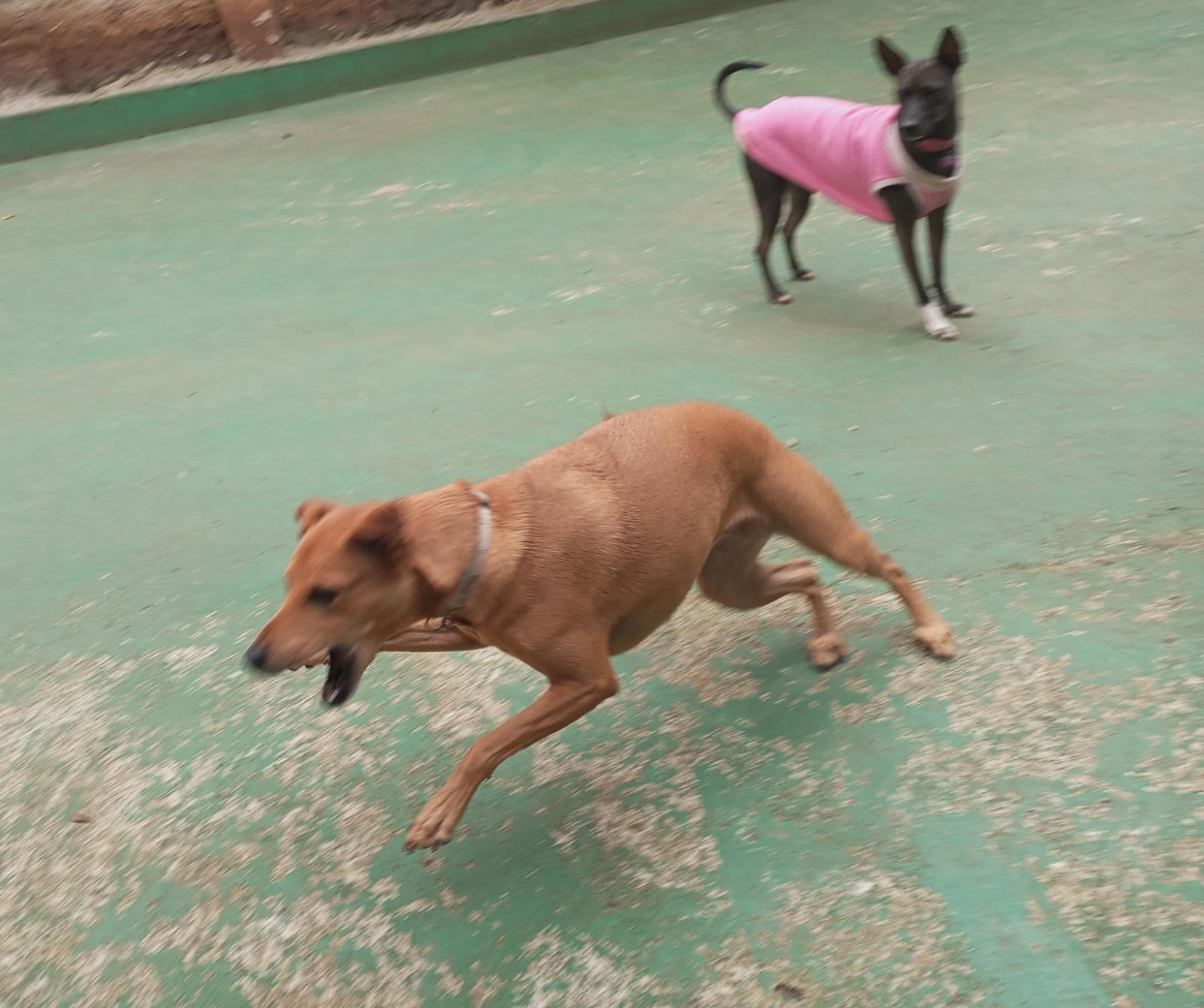 Pet na Animal House, em Santo André, no dia 28/10/2026