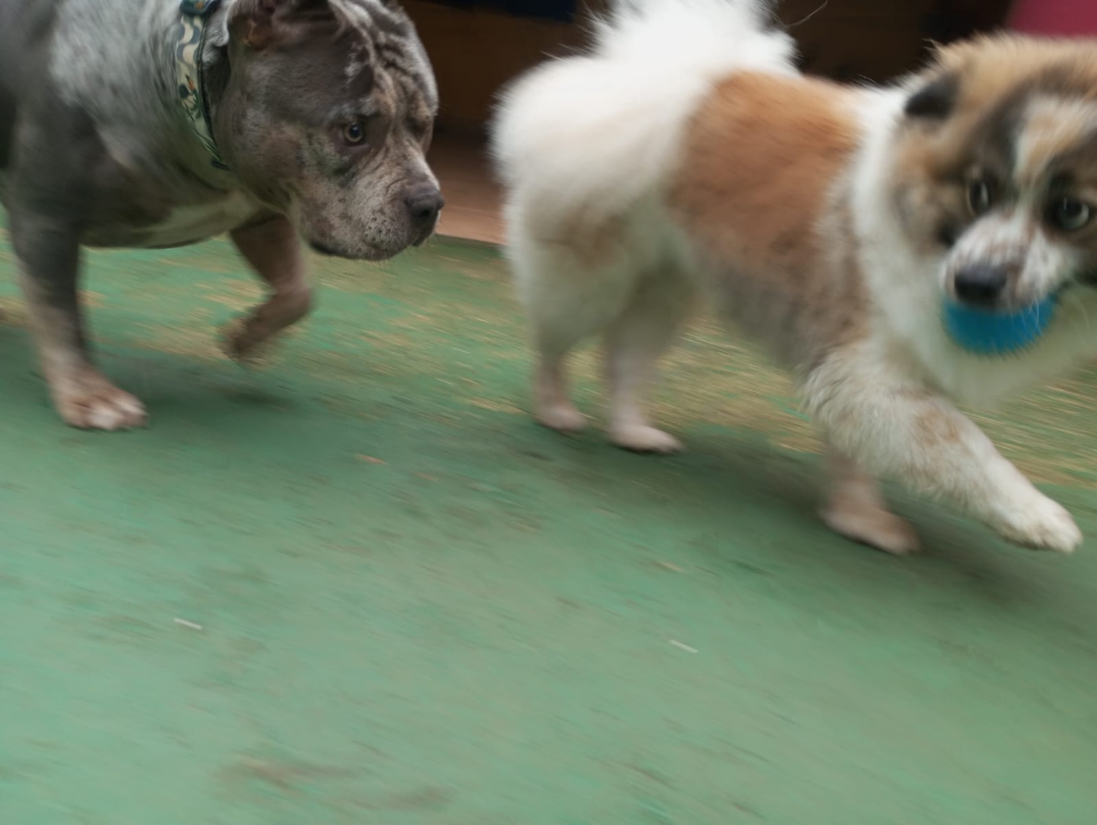 Pet na Animal House, em Santo André, no dia 30/10/2026