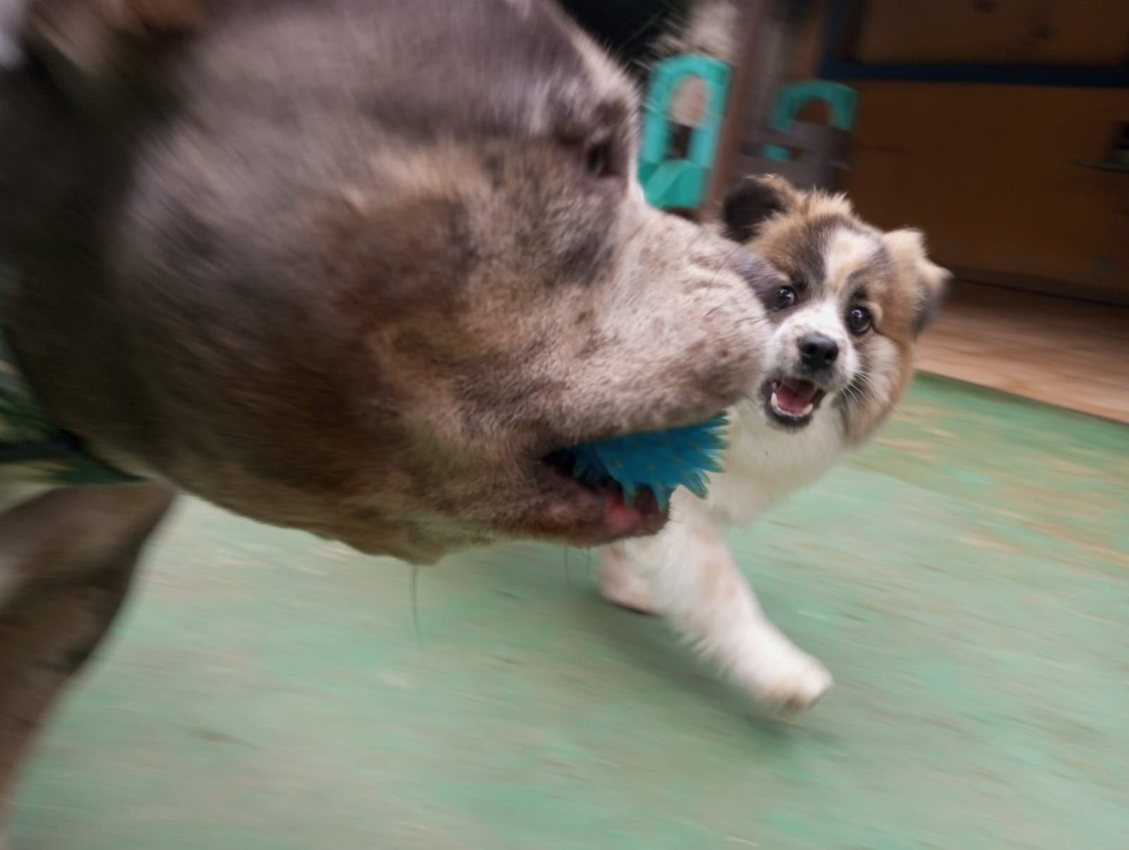 Pet na creche e clínica veterinária Animal House, em Santo André
