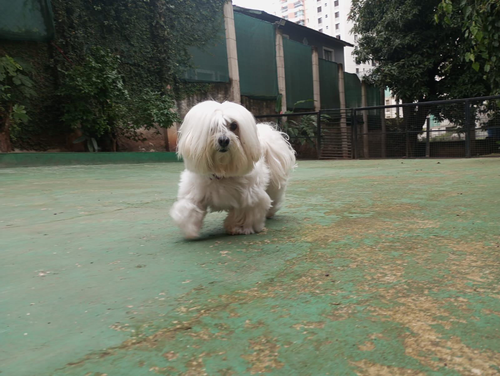 Pet na Animal House, em Santo André, no dia 30/10/2026
