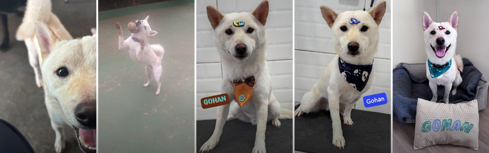 Foto de capa Gohan